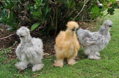 Just act natural and blend in.