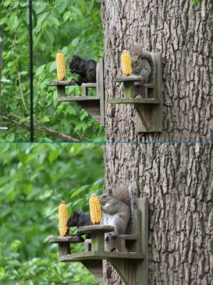 Lunchtime at the Corncob Cafe