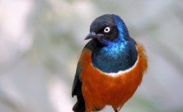 Avian And Attributes –&nbsp;Superb