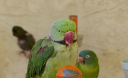 Tickle Me Tuesday – Peekaboo and&nbsp;Einstein