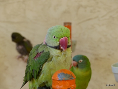 Indian Ring Neck Parakeet