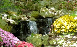 Parrot Mountain’s Origin and&nbsp;Mission