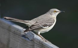 Sunday Inspiration – Mockingbirds and&nbsp;Thrashers