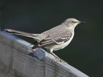 Northern Mockingbird (Mimus polyglottos) At Sunset Beach NC ©WikiC