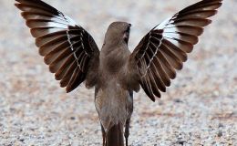 Lee’s Five Word Friday –&nbsp;4/7/17