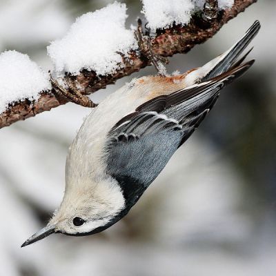 White-breasted Nuthatch (Sitta carolinensis) ©WikiC