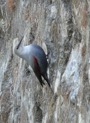 Wallcreeper (Tichodroma muraria) ©WikiC