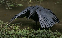 THE UMBRELLA BIRD from Creation&nbsp;Moments