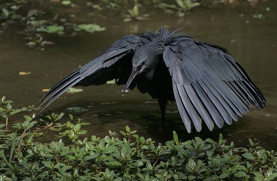 Black Heron (Egretta ardesiaca) ©WikiC