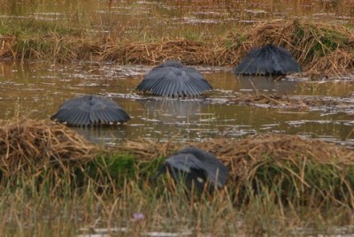 Black Heron (Egretta ardesiaca) ©WikiC
