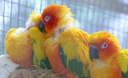 Avian and Attributes –&nbsp;Sun