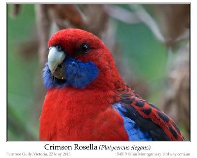 Crimson Rosella (Platycercus elegans) by Ian