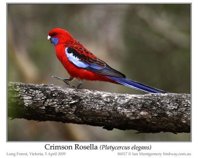 Crimson Rosella (Platycercus elegans) by Ian
