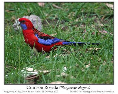 Crimson Rosella (Platycercus elegans) by Ian
