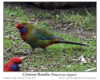 Crimson Rosella (Platycercus elegans) by Ian