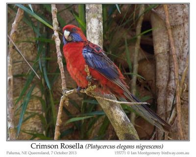 Crimson Rosella (Platycercus elegans) by Ian