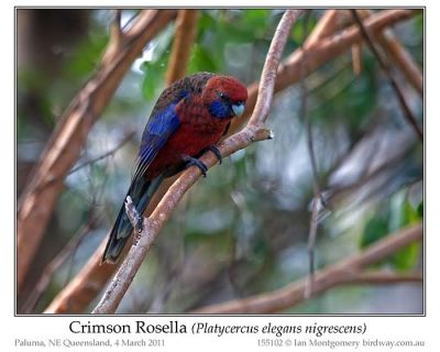 Crimson Rosella (Platycercus elegans) by Ian