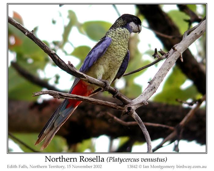 Northern Rosella (Platycercus venustus) by Ian