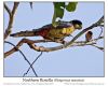 Northern Rosella (Platycercus venustus) by Ian