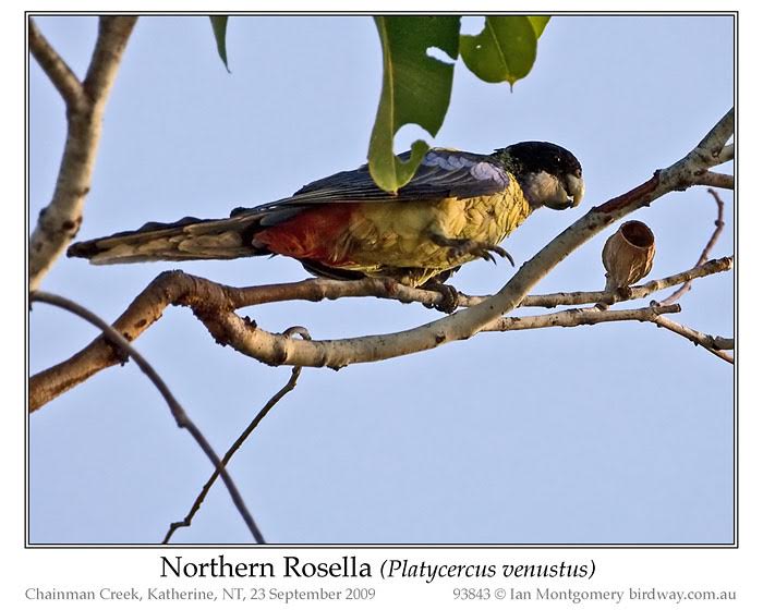 Northern Rosella (Platycercus venustus) by Ian