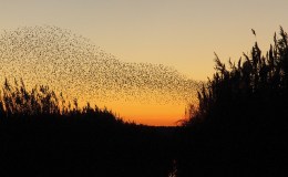 Birds of the Bible –&nbsp;Murmurations?