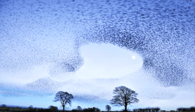 Starling Flying Mob