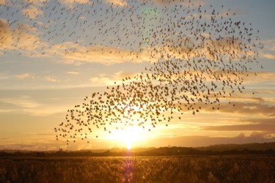 Starling Murmuration