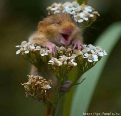 Those brownies were Far Out!!