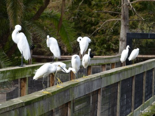 1-Gatorland by Lee 12-01-2015 (170)