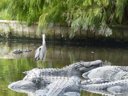 1-Gatorland by Lee 12-01-2015 (173)