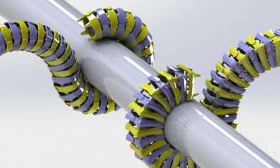 Researchers found that the tail's square segments created more contact points with the surface that it is gripping when compared to a tail with round segments. Credit: Michael Porter/Clemson University 