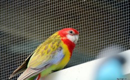Lord’s Avian Wonders – Eastern&nbsp;Rosella