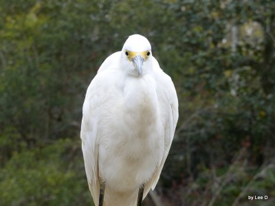 Snowy Egret stepped so close it blurred my shot.