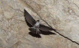 Endemic Treasures of the Cook Islands:   Atiu Swiftlet and ‘Gospel Day’&nbsp;Holidays