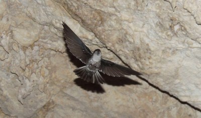 Atiu Swiftlet (Aerodramus sawtelli a.k.a Kopeka)