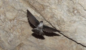 Atiu Swiftlet (Aerodramus sawtelli a.k.a Kopeka)