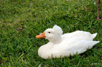 Bad Feather Day Gatorland by Dan