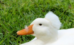 Lord’s Avian Wonders – Bad Feather&nbsp;Day