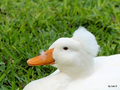 Bad Feather Day Gatorland by Lee