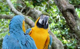 Lord’s Avian Wonders – Can’t We Talk In&nbsp;Private?