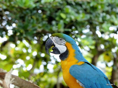 Blue-and-yellow Macaw (Ara ararauna)