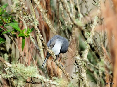Blue-gray Gnatcatcher preening at Circle B by Lee