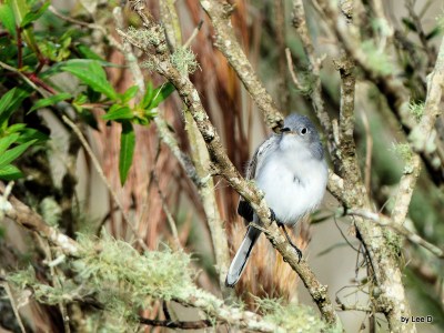 Blue-gray Gnatcatcher preening at Circle B by Lee