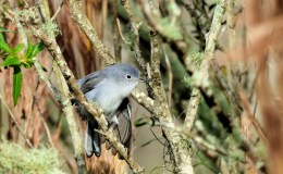 Lord’s Avian Wonders – Gnatcatcher&nbsp;Preening
