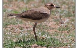 Ian’s Bird of the Week – Oriental&nbsp;Plover