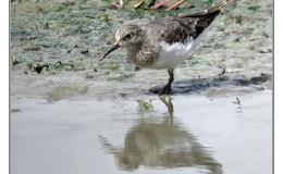 Ian’s Bird of the Week – Temminck’s Stint