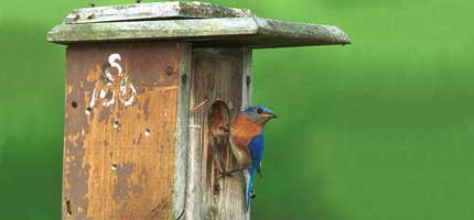 Eastern Bluebird (by www.portal.state.pa.us)