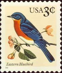 Eastern Bluebird postage PD