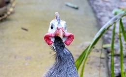 Lord’s Avian Wonders – A Christmas&nbsp;Turkey?
