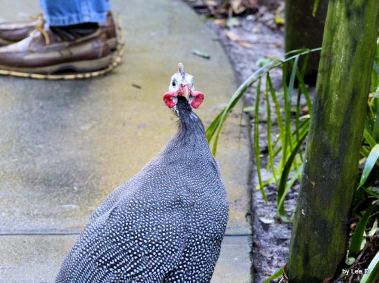 Guinefowl at Lowry Park Zoo